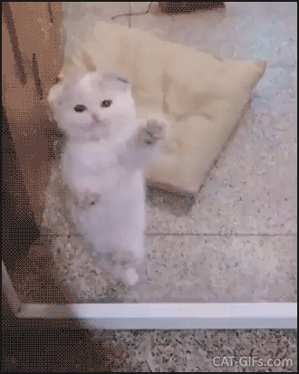 Kitten GIF • Cute white Spider kitten climbing high on fly screen like a boss Kitten GIF • Cute white Spider kitten climbing high on fly screen like a boss