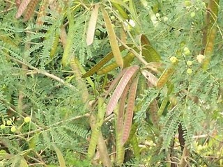 Overcome Disease: Petai CHINA