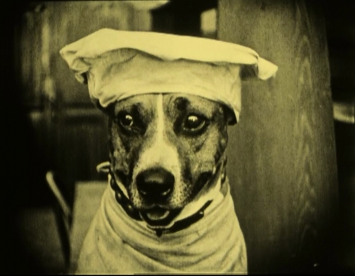 Luke Dog Movies and Music at the Conyers-Rockdale Library: Luke: First Dog of Comedy