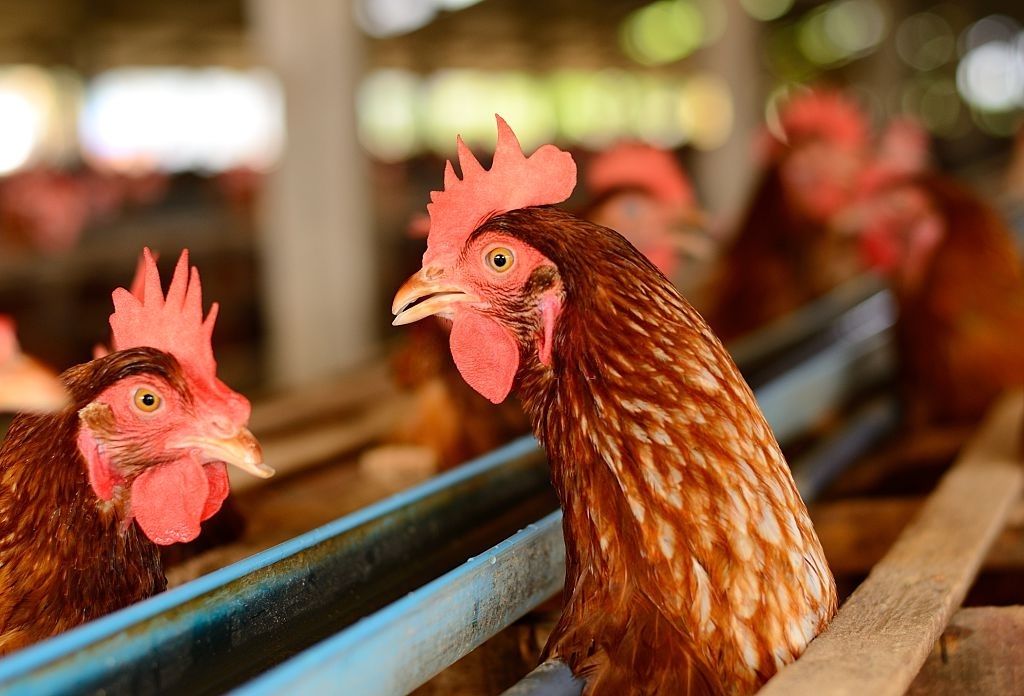 Check These 7 Reasons Why Your Chickens Stopped Laying Eggs