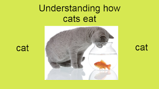 Understanding how cats eat Australian Cat Breeds