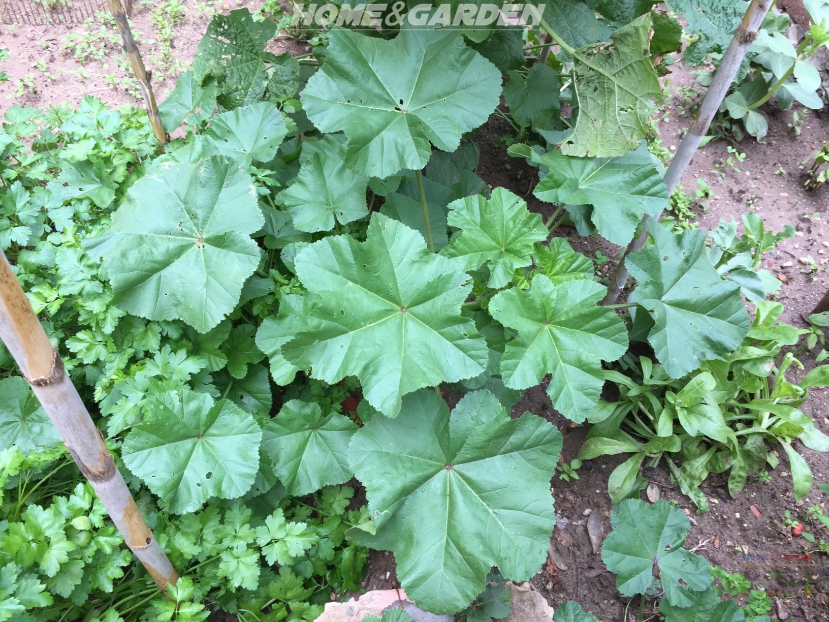 How to Grow Mallow