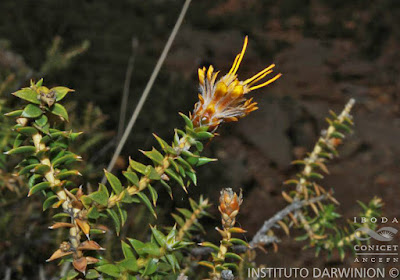 Chuquiraga ruscifolia
