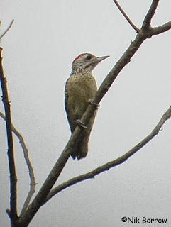 Speckle breasted Woodpecker
