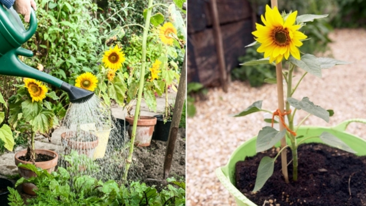 Begini Caranya Menanam Bunga Matahari dengan Bibit Kuaci. Pakai Media