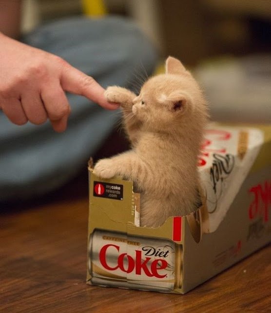 5 Tricks You Can Teach Your Cat Cat Training Tips Amazing Pets For You