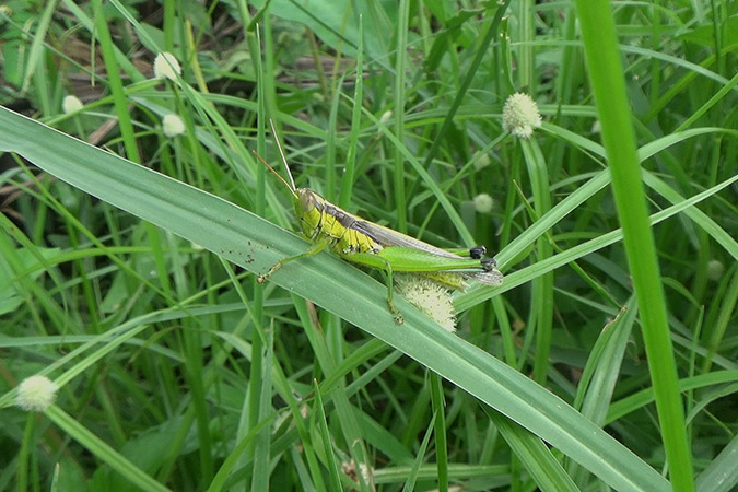 Dlium Japanese rice grasshopper (Oxya japonica)
