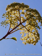 Elderberry Blossom