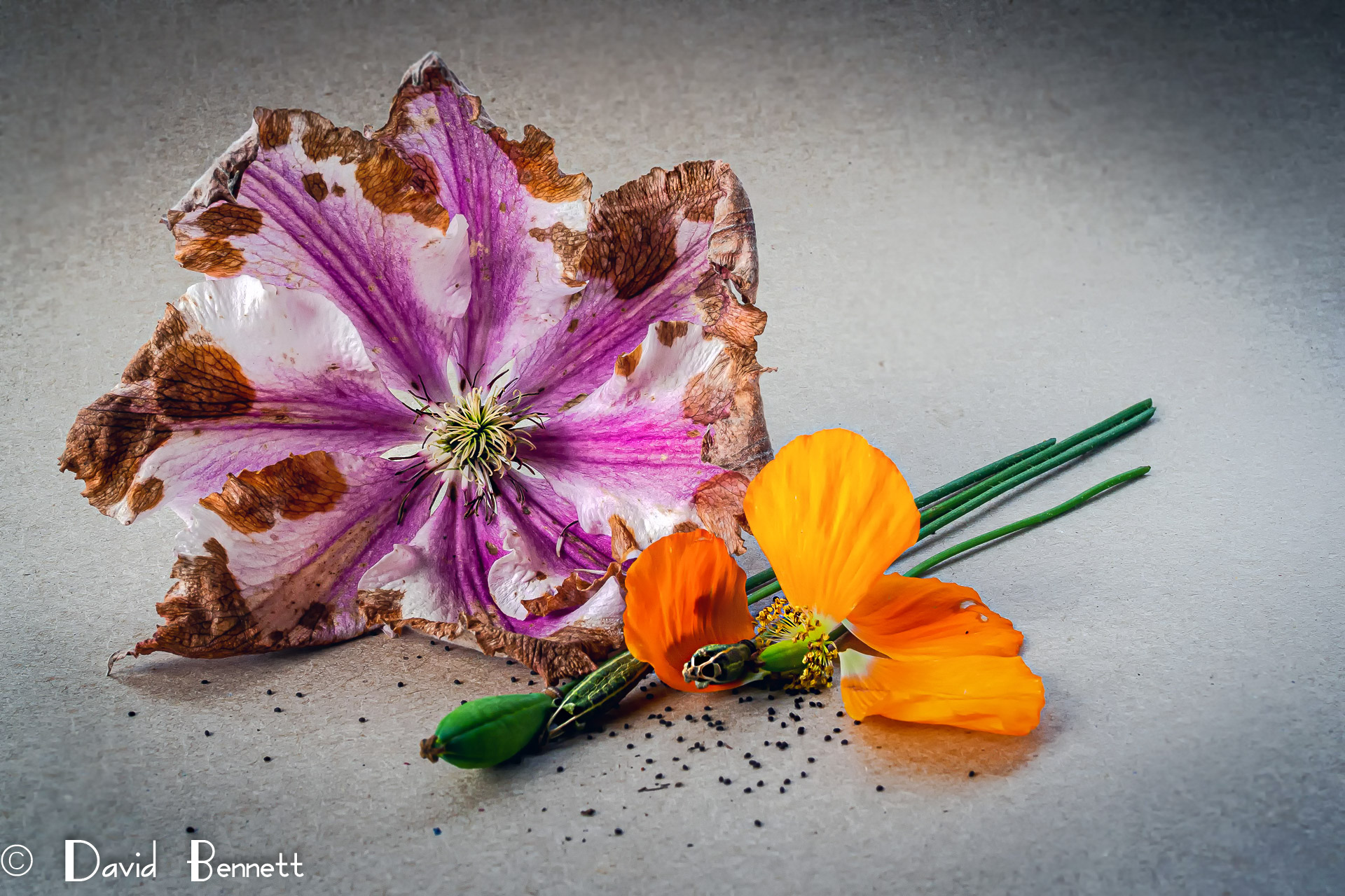 Lincolnshire Cam Photo's from my shed!