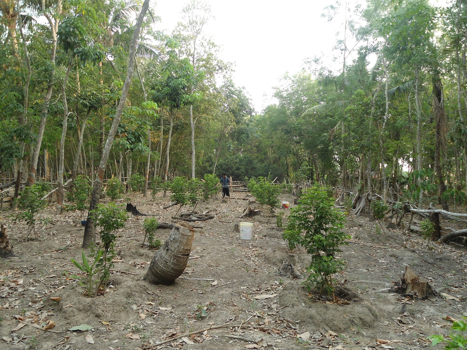 CENDANA AKMA POHON CENDANA