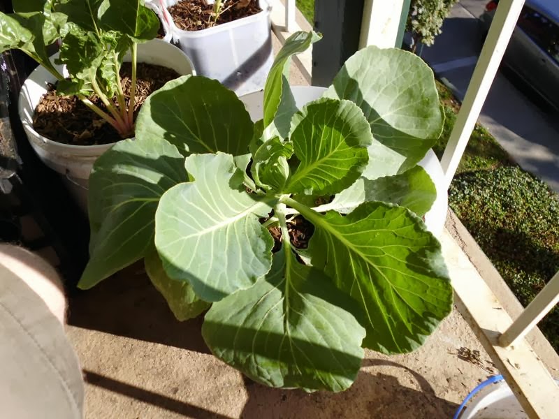 Growing Cabbage for sauerkraut