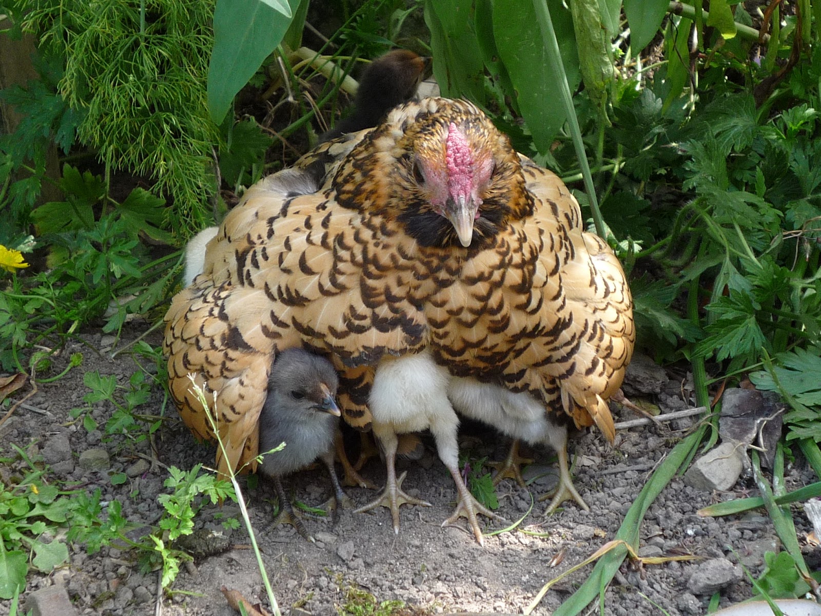 Stress in Organic Chickens When? Why? Whom? Identification, causes