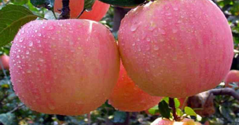 2020 11 Makna Mimpi Buah Apel