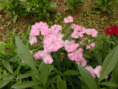 Mardi Cameron Highlands