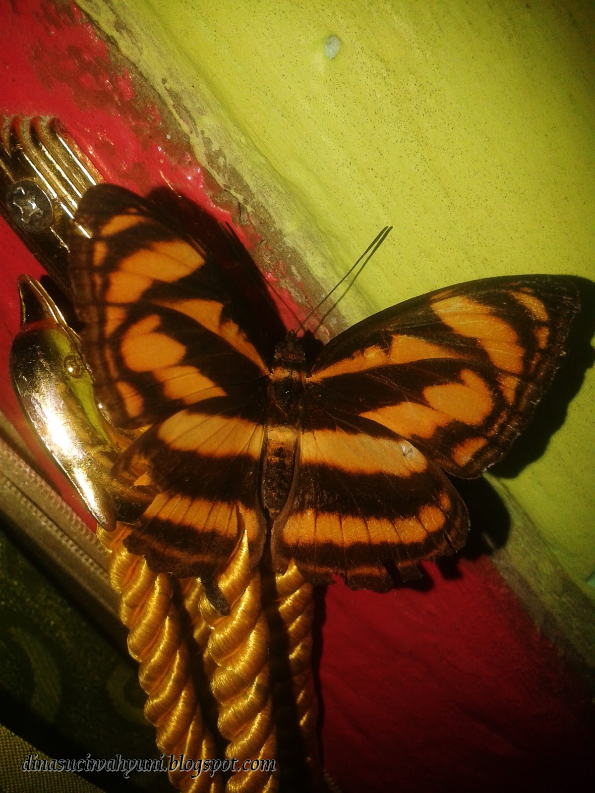 KUPU KUPU CANTIK MOTIF LORENG KUNING COKLAT JDSK