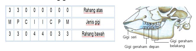Sistem Pencernaan Ruminansia Watonsinau Work