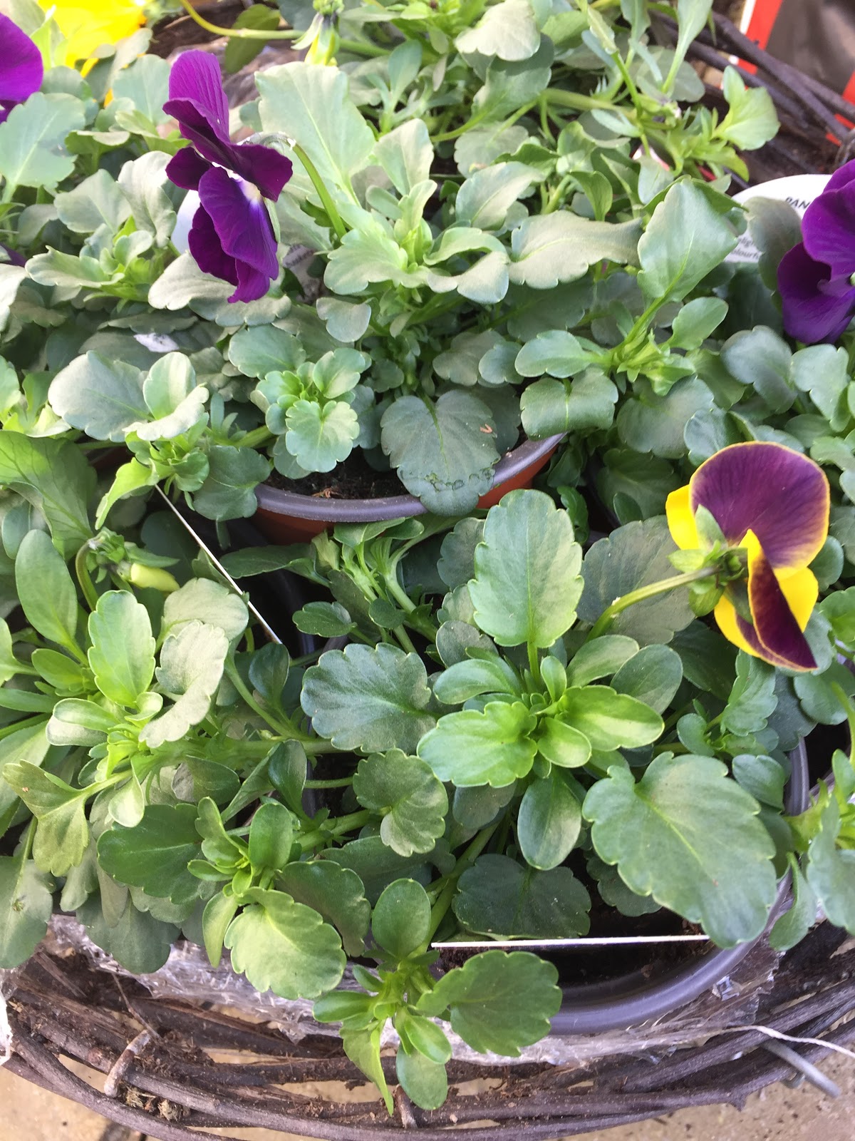Trailing Pansies Hanging Baskets