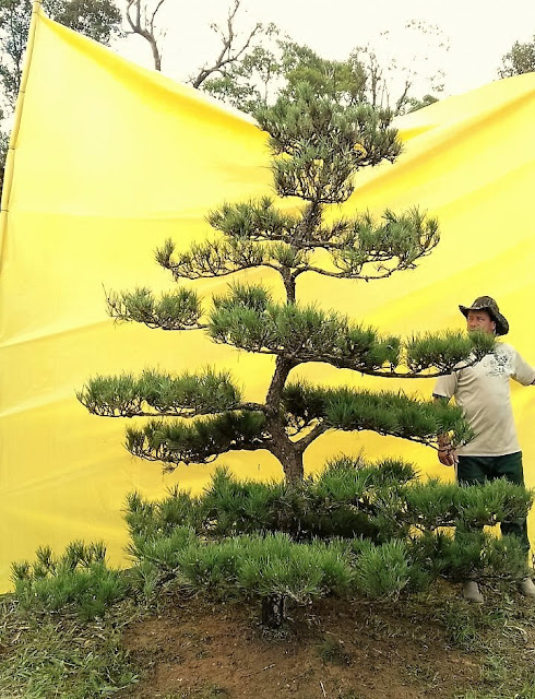 pinheiro negro kuromatsu para jardim japones