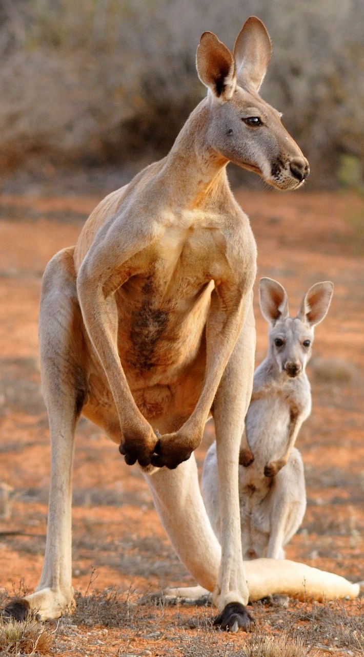 Picture of kangaroos About Wild Animals