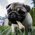 10 toxic foods for dogs 10 toxic foods for dogs