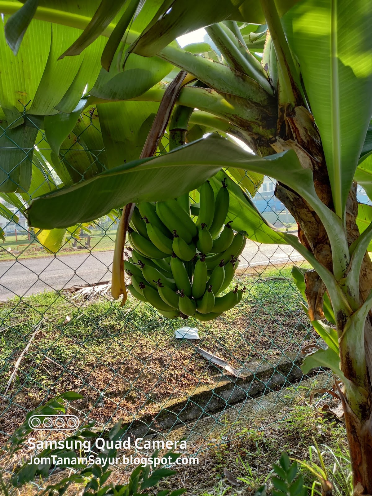 Manfaat Garam Dapur Untuk Tanaman Pisang Agar Cepat Berbuah Besar Youtube Tanaman Pisang Buah