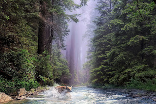 Redwood National Park, California