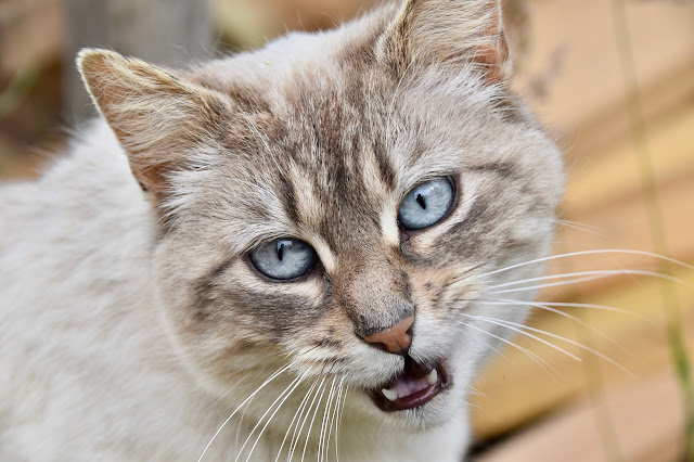 esterilizacion-gatos-castracion