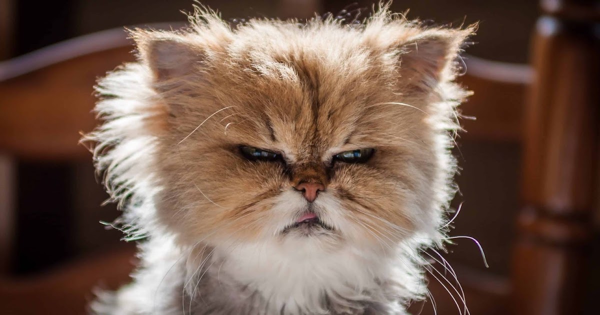 Bucky Raymond The Cat Knocked The Tiger Out