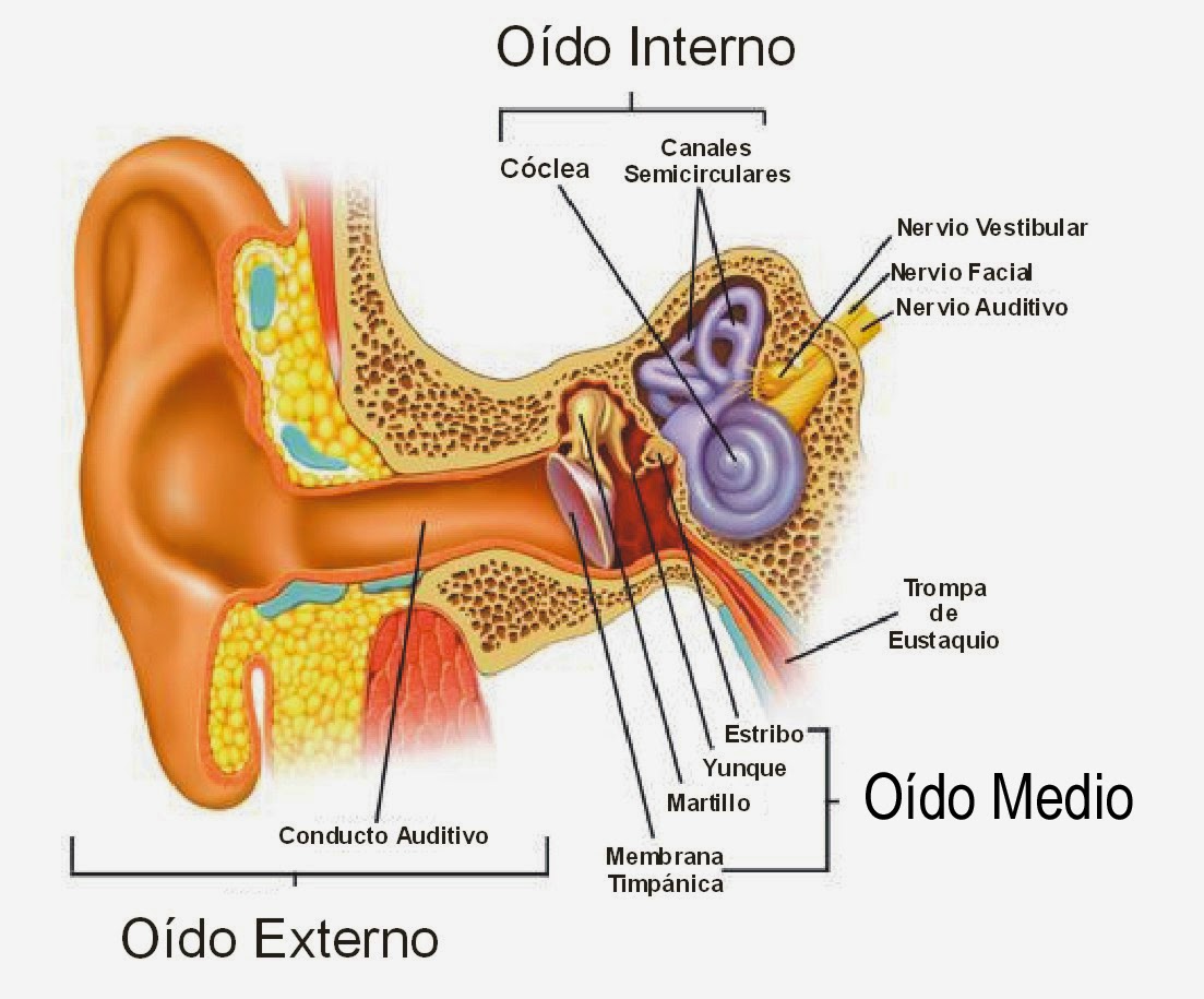 División del oído