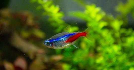 Ciri Ciri Ikan Neon Tetra