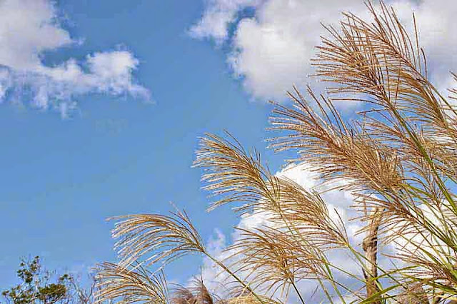 pampas grass, blue shy, golden stems