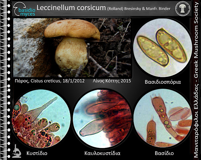 Leccinellum corsicum (Rolland) Bresinsky & Manfr. Binder