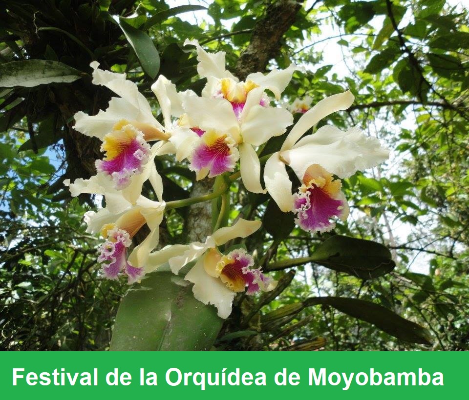 Festival de la Orquidea