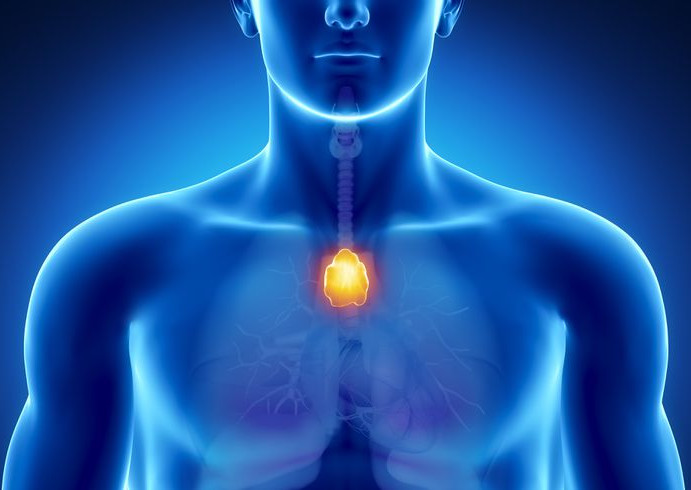 Glands & Hormones: Biology PSC Notes | PSC Arivukal