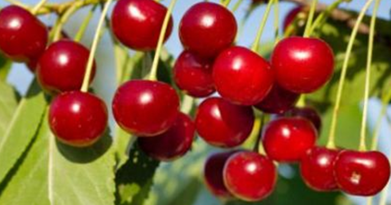 16+ Arti Mimpi Memetik Buah Kersen