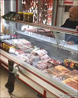 Cute Cat GIF • Good man give a fish for free to hungry begging cat at supermarket. 'Thank your sir.' [ok-cats.com]