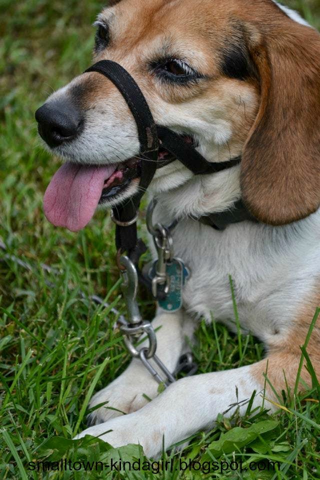 Beagles and Pearls Costal Pet Halti Headcollar Size 2 Review