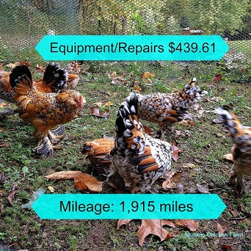 The true cost of raising a LOT of chickens