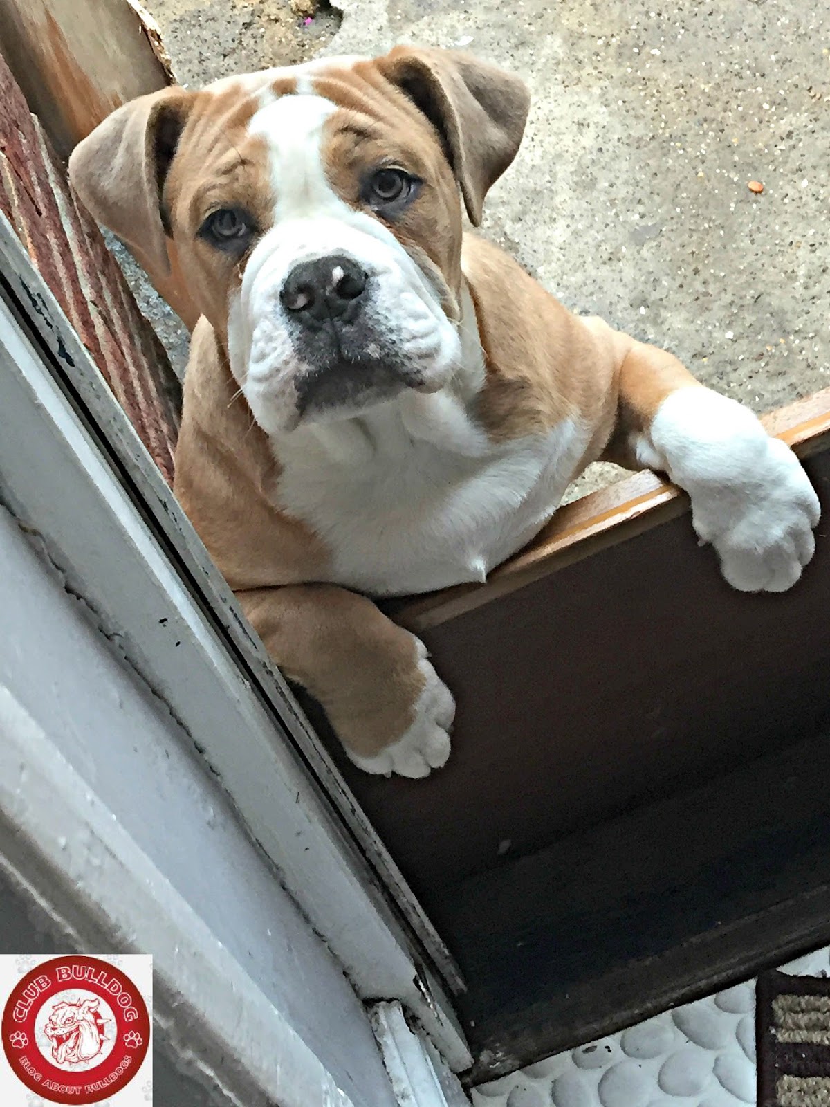 Olde English Bulldog Club Bulldog