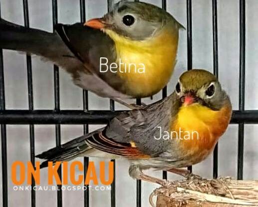 Perbedaan Blackthroat Jantan Dan Betina Om Kicau