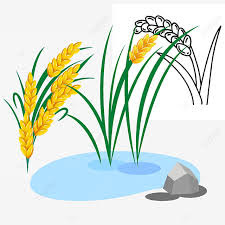 Ilustrasi tumbuhan padi