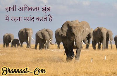 Facts About Elephants In Hindi हाथियों के बारे में कुछ रोचक तथ्य bhannaat.com