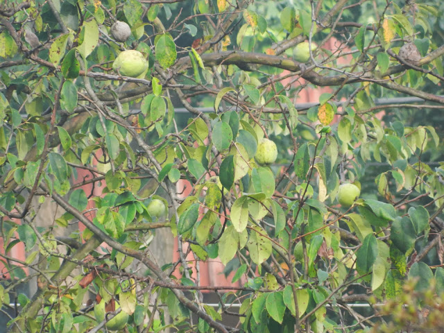 Different fruit varieties at the Mansion