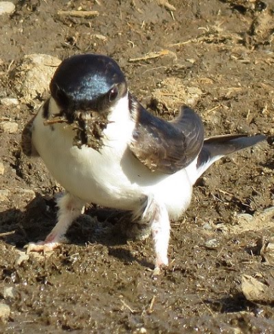 House Martin