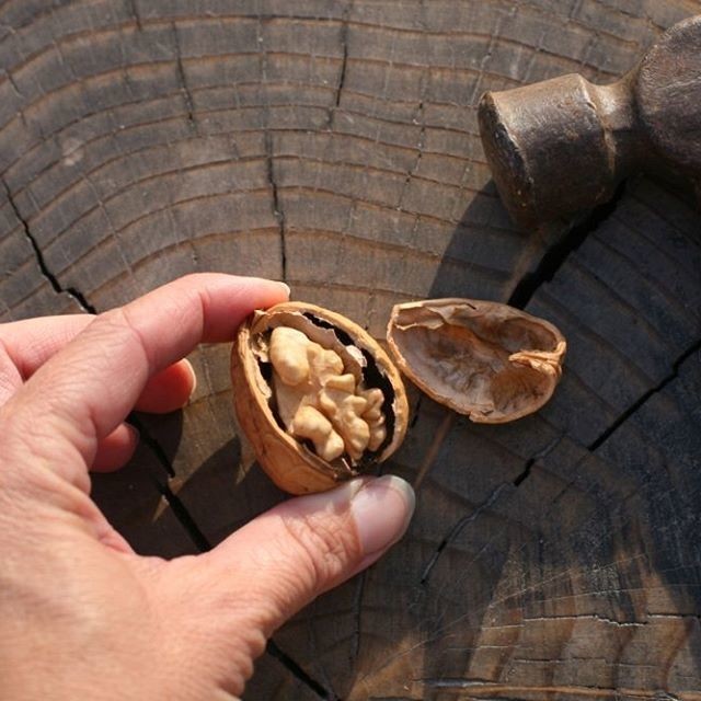 зубной камень грецкий орех