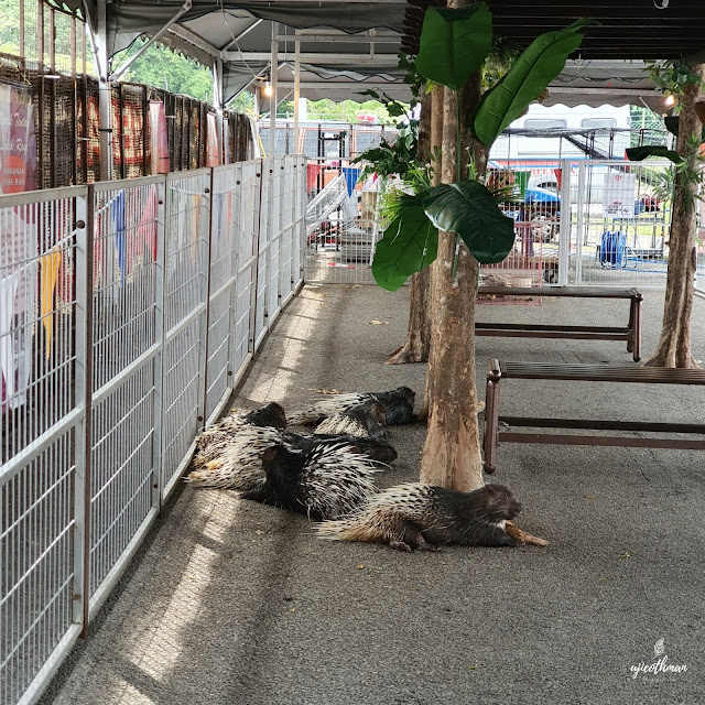 Landak Raya (Malayan Porcupine) Hystrix Brachyura