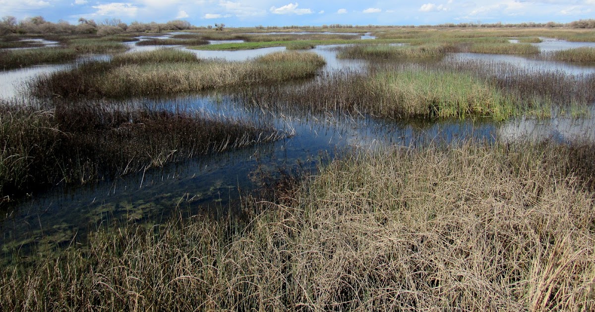 Grasslands Ecological Area A Wetland of International Importance
