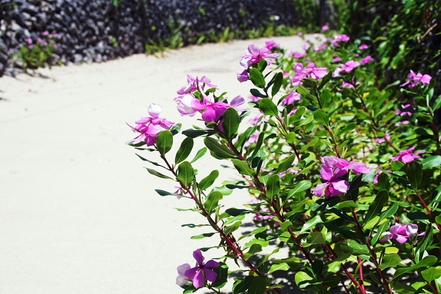 宮古島の癒し 八重山の刺激 沖縄でよく見かける花 ニチニチソウ