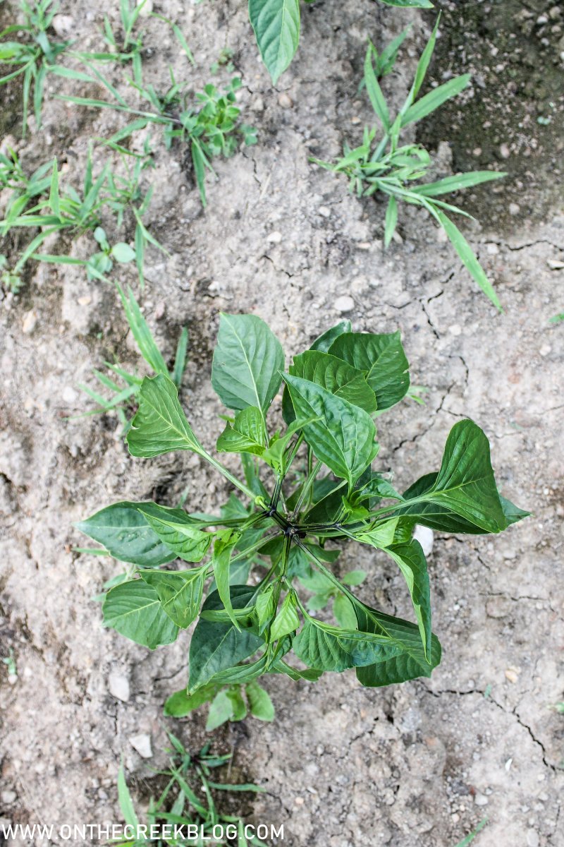 Pepper plant in the garden | On The Creek Blog