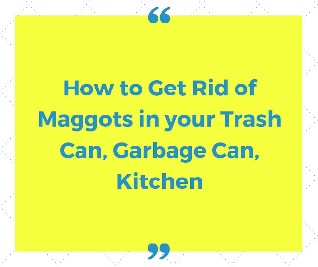How to get rid of maggots in your Trash Can, Garbage Can, Kitchen How to get rid of maggots?
